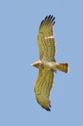 Spring 2012, Rivne Region : another Short-toed Eagle male with an only just caught lizard in his talons