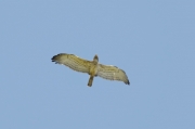 Spring 2012, Rivne Region : then the eagle has started to perform so-called festoon display flight