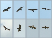 Summer 2010, the alienated zone of the Chornobyl Atomic Power Station (CAPS) : white-headed Short-toed Eagle, immature bird, hunts over grounds which have almost not visited by people for a long timeer 2010, the alienated zone of the Chornobyl Atomic Power Station (CAPS) : white-headed Short-toed Eagle, immature bird, hunts over grounds which