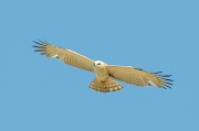 Spring 2013, Central Asia : one more pale, white-headed immature Short-toed Eagle, but this time met within a range of Circaetus gallicus heptneri Dem.