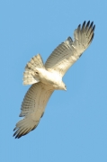 Spring 2013, Central Asia : it is very pale and bright in the sun, signs of changing plumages are seen well, old and new feathers are different in colouration