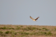 Spring 2013, Central Asia : the eagle is flying over the steppe and semidesert landscape