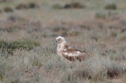 Spring 2013, Central Asia : big yellow eyes even more significant than ones of adult Short-toed Eagles