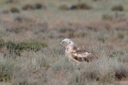 Spring 2013, Central Asia : the same Short-toed Eagle is intensively moulting now; thanks to its pale colouration from above it is noticeable from a great distance while sitting on the ground