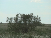 June : silhouette of the incubating Short-toed Eagle