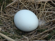 As always, just a single egg