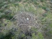 The clutch from above