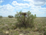 Short-toed Eagle's nest on a saxaul