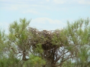 June, 23rd : the female is incubating the clutch