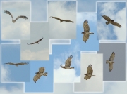 At last she has left the nest and flies over