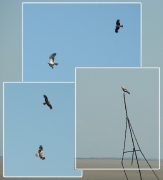 June : very pale, probably, immature Short-toed Eagle is attacked by a Black Kite in the steppe