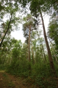 26.07 : nesting tree – pine, 25 m in height