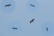 27.07 : typical immature 1 year old Short-toed Eagle at a river’s floodplain – traditional hunting territory rich in Natrix natrix