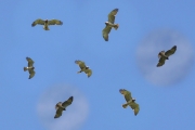 31.07 : at the end of July also females can already be observed in the sky