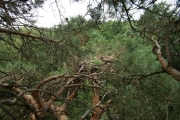 26.07 : chick of Short-toed Eagle is lying in the nest, the nest as usually is open from above