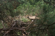 26.07 : a man is an unwanted guest for the chick