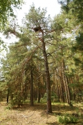 26.07 : another nest at a height of 13/14 metres above the ground