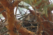 26.07 : and the chick is looking at us from the nest