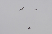 29.07 : territorial conflict between 3 Short-toed Eagles of neighbour pairs