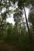 26.07 : nesting tree – pine, 25 m in height
