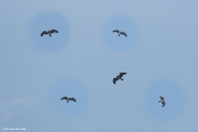 27.07 : typical immature 1 year old Short-toed Eagle at a river’s floodplain – traditional hunting territory rich in Natrix natrix