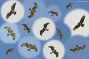 29, 31.07 : typically coloured male Short-toed Eagles are hunting over open areas