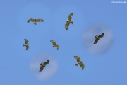 31.07 : at the end of July also females can already be observed in the sky