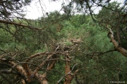 26.07 : chick of Short-toed Eagle is lying in the nest, the nest as usually is open from above