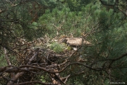 26.07 : a man is an unwanted guest for the chick