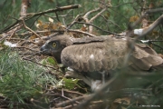 26.07 : about 2 weeks later the chick will leave the nest