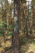 26.07 : camouflaged metal protection against martens, which was set yet in winter, has white marks of Short-toed Eagles’ dung now
