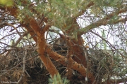 26.07 : and the chick is looking at us from the nest