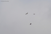 29.07 : territorial conflict between 3 Short-toed Eagles of neighbour pairs