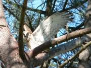 Short-toed Eagle (CIRCAETUS GALLICUS) / by FORGET Y. 2005-2007
