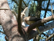 Short-toed Eagle (CIRCAETUS GALLICUS) / by FORGET Y. 2005-2007