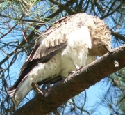 Short-toed Eagle (CIRCAETUS GALLICUS) / by FORGET Y. 2005-2007