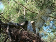 Short-toed Eagle (CIRCAETUS GALLICUS) / by FORGET Y. 2005-2007