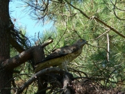Short-toed Eagle (CIRCAETUS GALLICUS) / by FORGET Y. 2005-2007