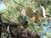 Short-toed Eagle (CIRCAETUS GALLICUS) / by FORGET Y. 2005-2007