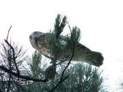 Short-toed Eagle (CIRCAETUS GALLICUS) / by FORGET Y. 2005-2007