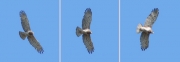 Short-toed Eagle (CIRCAETUS GALLICUS) / by FORGET Y. 2005-2007