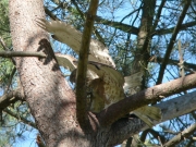 Short-toed Eagle (CIRCAETUS GALLICUS) / by FORGET Y. 2005-2007