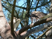 Short-toed Eagle (CIRCAETUS GALLICUS) / by FORGET Y. 2005-2007