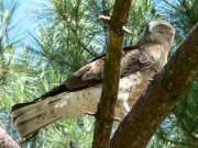 Short-toed Eagle (CIRCAETUS GALLICUS) / by FORGET Y. 2005-2007