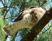Short-toed Eagle (CIRCAETUS GALLICUS) / by FORGET Y. 2005-2007