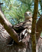 Short-toed Eagle (CIRCAETUS GALLICUS) / by FORGET Y. 2005-2007