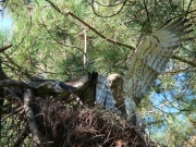Short-toed Eagle (CIRCAETUS GALLICUS) / by FORGET Y. 2005-2007