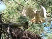 Short-toed Eagle (CIRCAETUS GALLICUS) / by FORGET Y. 2005-2007
