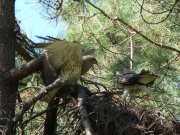 Short-toed Eagle (CIRCAETUS GALLICUS) / by FORGET Y. 2005-2007