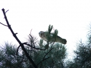 Short-toed Eagle (CIRCAETUS GALLICUS) / by FORGET Y. 2005-2007
